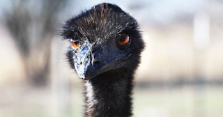 A close-up of a black feathered ostrich's head with orange eyes and blurred background