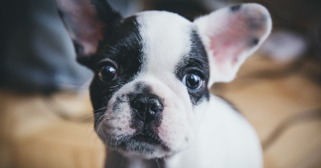 girl dog names