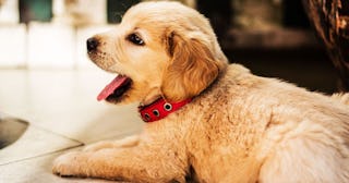 A cute Golden Retriever puppy with a red collar lying on the floor and yawning