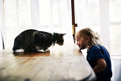 A tabby cat  and small girl looking at each other's eyes while the cat is on the table
