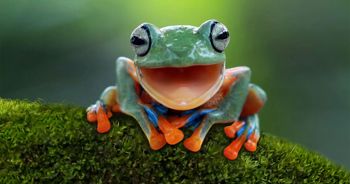 Real Smiling Frog Funny Real Frog Pictures
