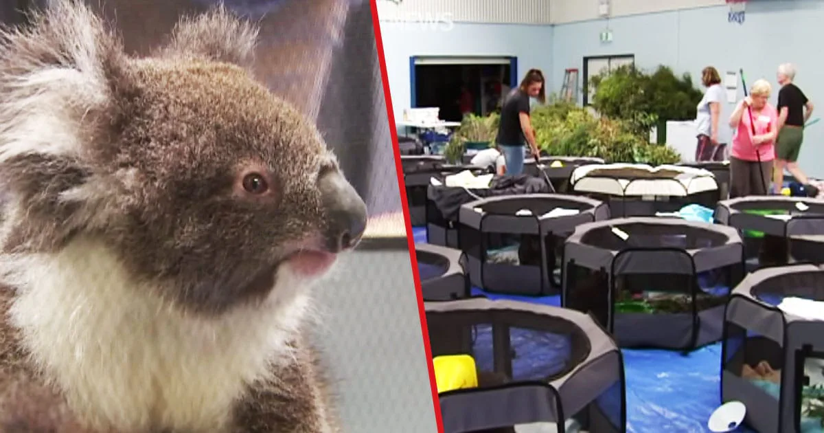 Makeshift Koala Rehab Center Pops Up In School Gym Amid Australia Wildfires