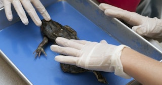 Students touch dead frog