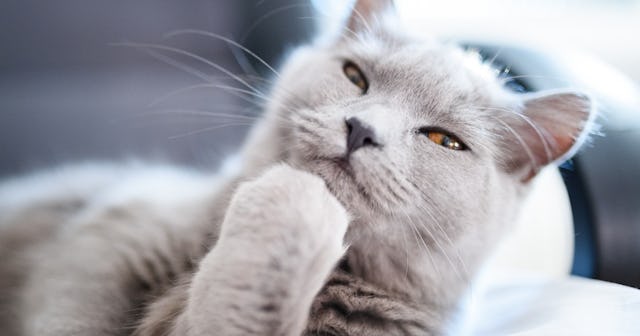 thinking quotes, closeup of thinking cat