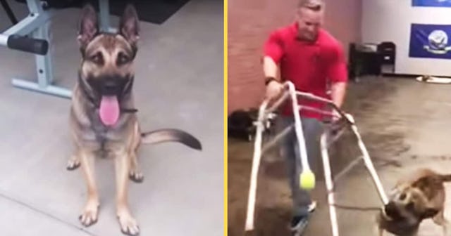 German Shepard Hilariously Fails His Service Dog Training In Viral Video