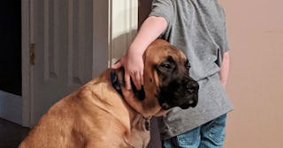 Dog standing with boy