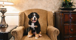 Emotional support dog at funeral home