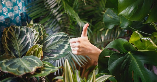 Thumbs up among leaves