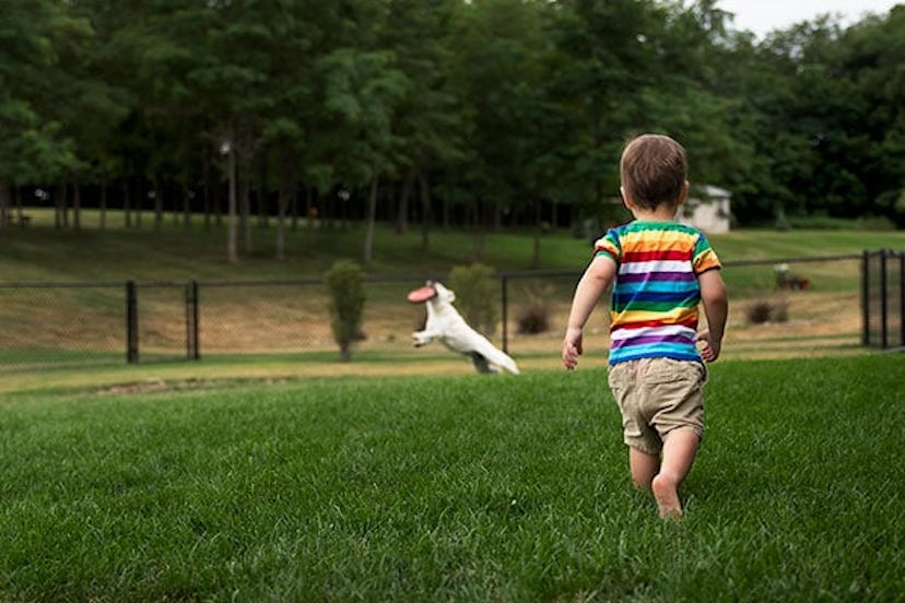 Toddler Boy Chases a Yellow Lab Dog Catching Frisbees While Wearing a Rainbow Shirt