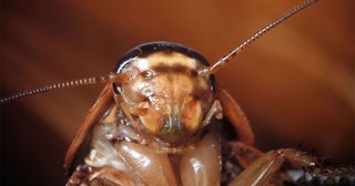 Zoo Will Name A Cockroach After Your Ex And Livestream It Being Fed To An Animal: closeup photo of a...