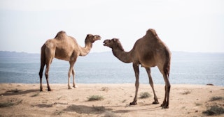 hump day quotes, Two camels