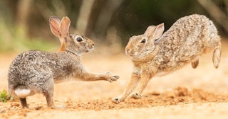 Let Them Fight: Battling Bunnies