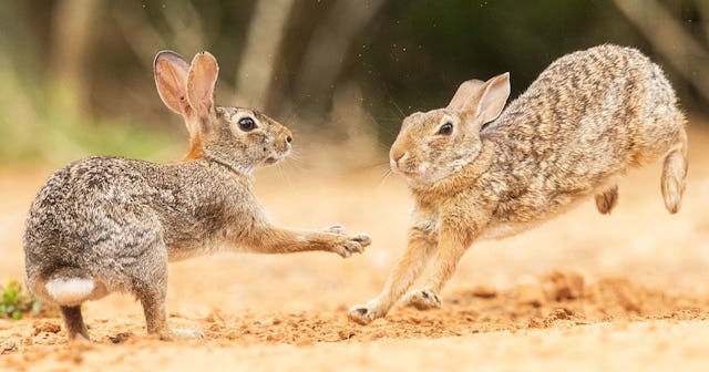 Let Them Fight: Battling Bunnies