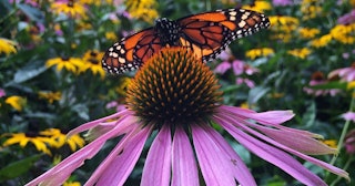 Start Planning Your Butterfly Garden Now: Butterfly in a field of wildflowers