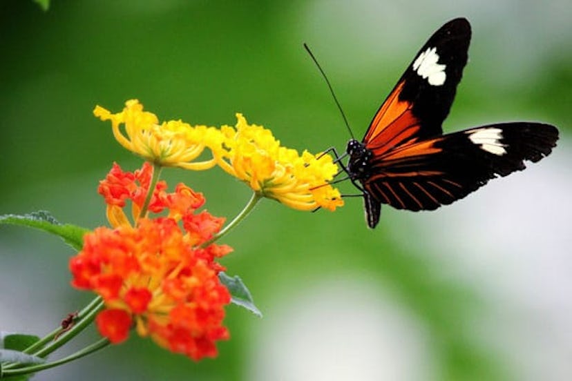 Start Planning Your Butterfly Garden Now: Butterfly on Flower