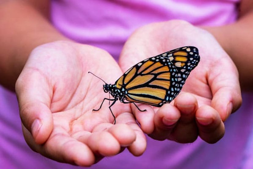 Start Planning Your Butterfly Garden Now: child holding butterfly