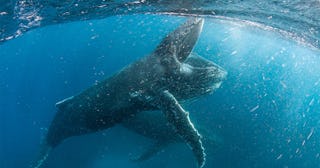 whales swimming in ocean