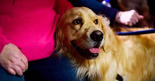 Elizabeth Warren's Golden Retriever, Bailey Warren, greets supporters