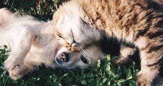 Orange Tabby Cat Beside Puppy