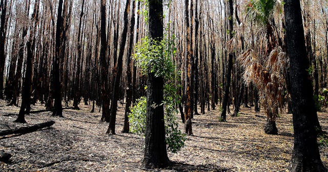 New growth is seen in bushland