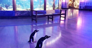 Penguins get free reign of the entire aquarium after it was closed to humans amid the coronavirus ou...
