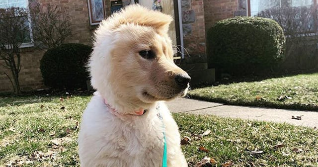 rae golden retriever unicorn