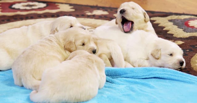 pile of puppies