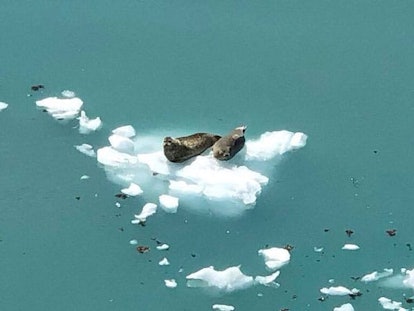 What Our Family Learned By Traveling With Friends Who Do Not Have Kids: view of seals on ice