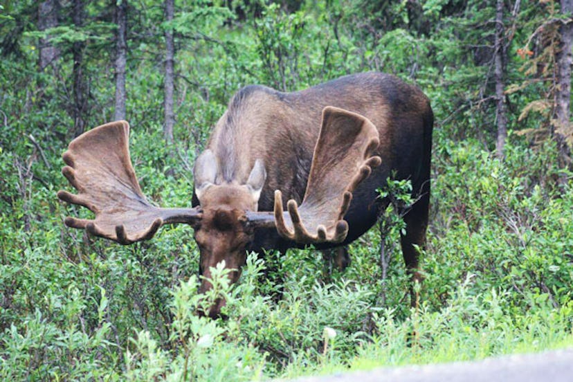 What Our Family Learned By Traveling With Friends Who Do Not Have Kids: moose in nature