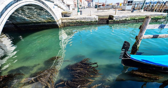A view shows seaweed in clear waters in Venice on March 18, 2020 as a result of the stoppage of moto...