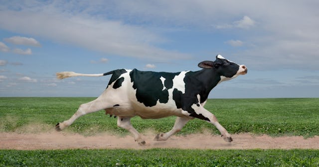 cow jokes and puns