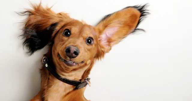 dog quotes and jokes