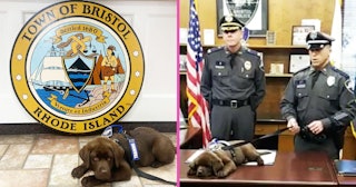 Bristol, R.I. Police Department puppy sleep through swear in