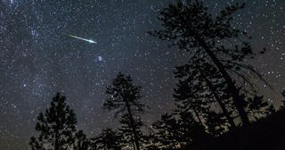 Meteor shower pine trees