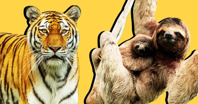 Tiger Dad Vs. Sloth Mom