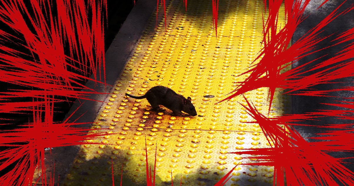 The CDC Has Issued A Warning About ‘Aggressive Rats’ And 2020 Is ...
