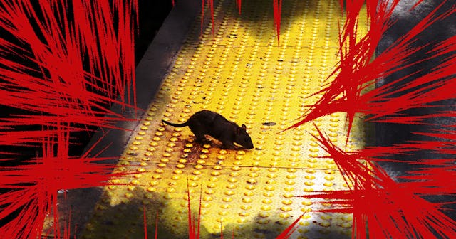 Add Aggressive Rats To The List Of Things We Need To Worry About