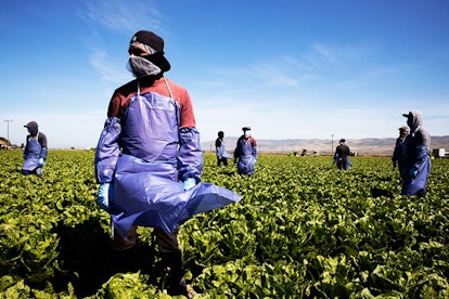 Farm laborers from Fresh Harvest working with an H-2A visa maintain a safe distance as a machine is ...