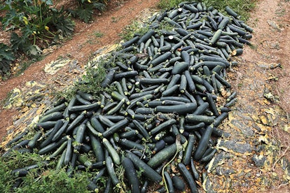 A pile of zucchini is seen after it was discarded on the Sam Accursio & Son's Farm on April 01, 2020...