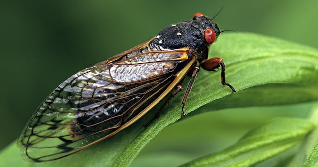 Cicada