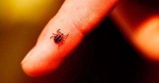 Wood Tick on finger