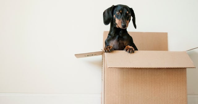 dog in cardboard box