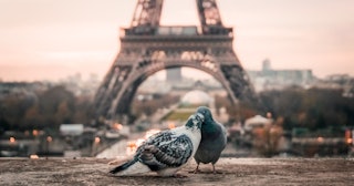 how to be more romantic, Two pigeons in front of the Eiffel Tower