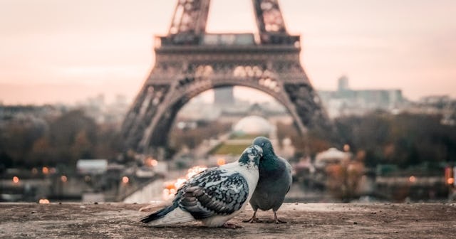 how to be more romantic, Two pigeons in front of the Eiffel Tower