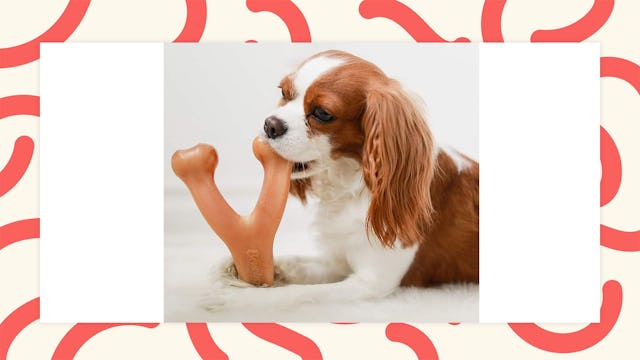 Tough Dog Chew Toys