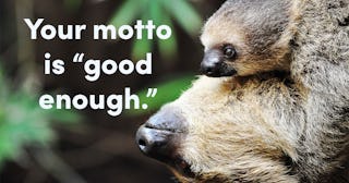 Mother and baby Two-Toed Sloths25 Signs You’re A Sloth Parent: