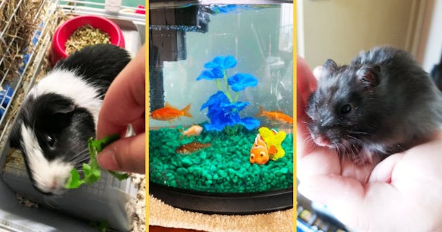 With Schools Shut Down, What Happened To All The Class Pets?