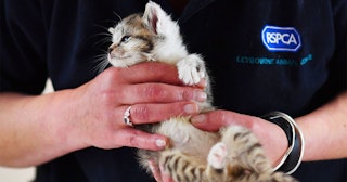 A member of staff health checks an abandoned kitten at RSPCA Leybourne Animal Centre in south-east E...