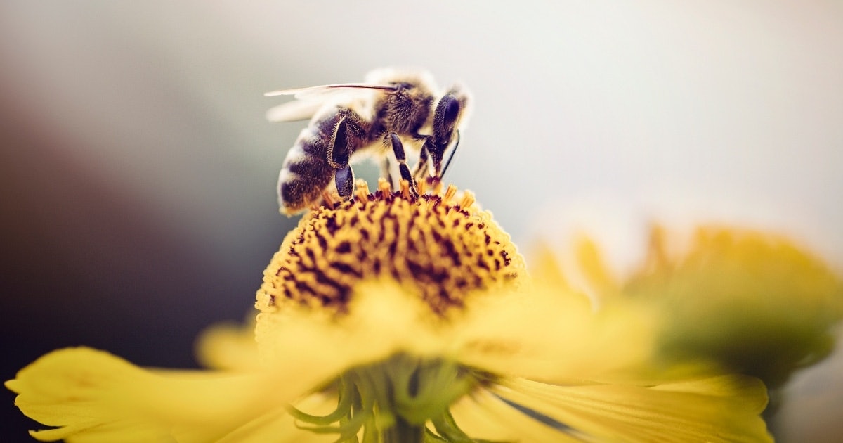 150+ Bee Puns That'll Create A Buzz At Your Next Gathering