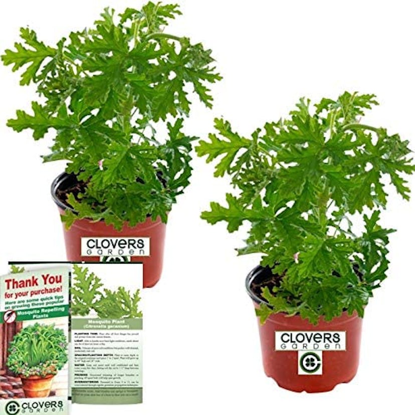 Clovers Garden 2 Large Citronella Mosquito Repellent Plants 